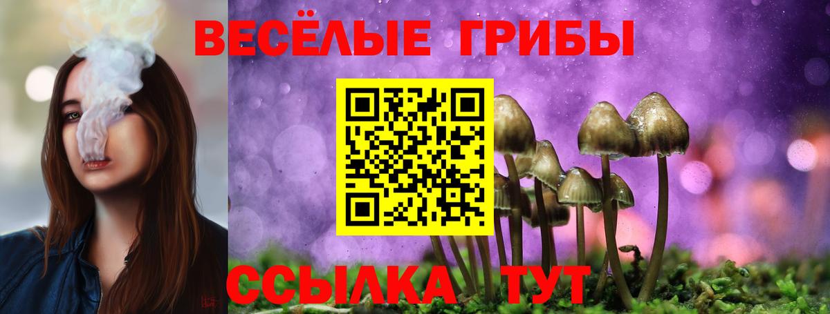 Псилоцибиновые грибы Psilocybe Новочебоксарск